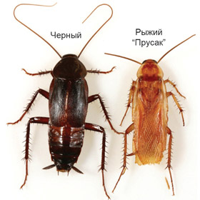 Уничтожение тараканов и других паразитов